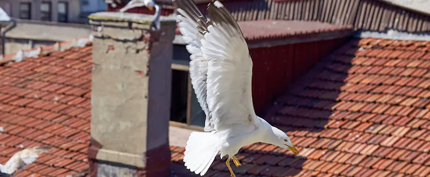 Residential Chimney Animal Removal Solution in Chino Hills, CA